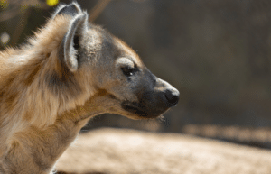 zimbabwe-african-wildlife-orphanage-2023-10