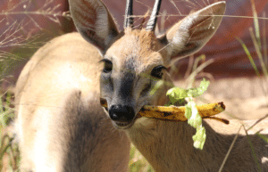 zimbabwe-african-wildlife-orphanage-2023-20