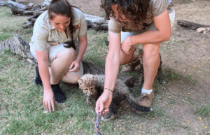 south-africa-african-wildlife-ranch-new112