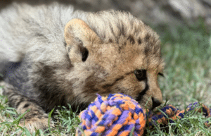 south-africa-african-wildlife-ranch-new113