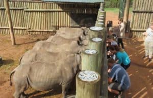 Rhino Orphan Sanctuary07
