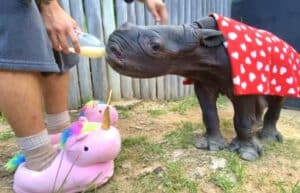 Rhino Orphan Sanctuary11