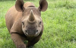 Rhino Orphan Sanctuary12