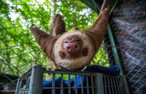 Costa Rica - Sloth and Wildlife Rescue Center04