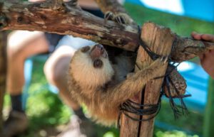 Costa Rica - Sloth and Wildlife Rescue Center06