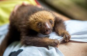 Costa Rica - Sloth and Wildlife Rescue Center07