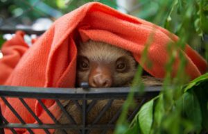 Costa Rica - Sloth and Wildlife Rescue Center09