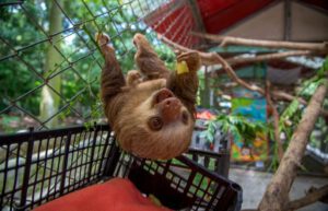 Costa Rica - Sloth and Wildlife Rescue Center14