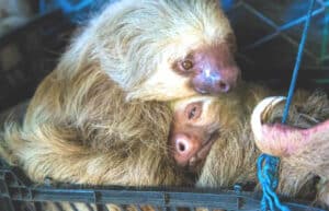 Costa Rica - Sloth and Wildlife Rescue Center22