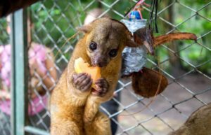 Costa Rica - Sloth and Wildlife Rescue Center24