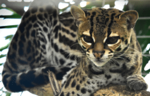 costa-rica-ff-sloth-and wildlife-rescue-center-11