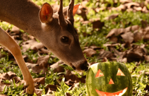 costa-rica-ff-sloth-and wildlife-rescue-center-12