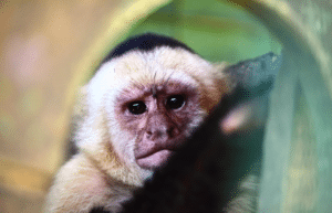 costa-rica-ff-sloth-and wildlife-rescue-center-14