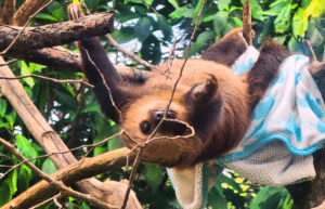 costa-rica-ff-sloth-and wildlife-rescue-center-15
