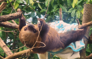costa-rica-ff-sloth-and wildlife-rescue-center-16