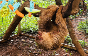 costa-rica-ff-sloth-and wildlife-rescue-center-17