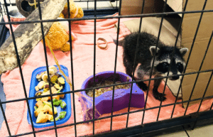 costa-rica-ff-sloth-and wildlife-rescue-center-19