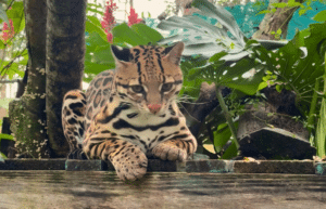 costa-rica-ff-sloth-and wildlife-rescue-center-20