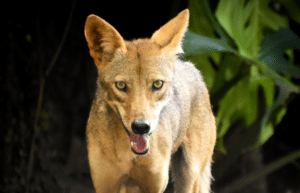costa-rica-ff-sloth-and wildlife-rescue-center-21