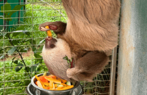 costa-rica-ff-sloth-and wildlife-rescue-center-22