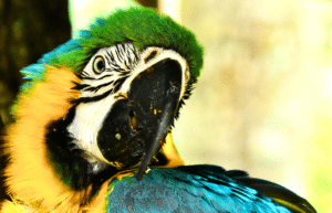 costa-rica-ff-sloth-and wildlife-rescue-center-27