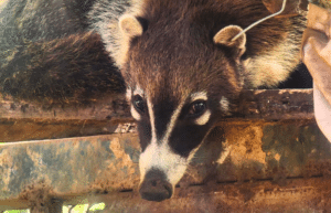 costa-rica-ff-sloth-and wildlife-rescue-center-3