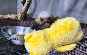 costa-rica-ff-sloth-and wildlife-rescue-center-30