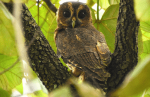 costa-rica-ff-sloth-and wildlife-rescue-center-4
