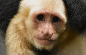 costa-rica-ff-sloth-and wildlife-rescue-center-5