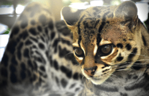 costa-rica-ff-sloth-and wildlife-rescue-center-6