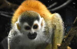 costa-rica-ff-sloth-and wildlife-rescue-center-7