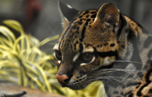 costa-rica-ff-sloth-and wildlife-rescue-center-8
