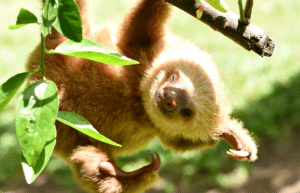 costa-rica-ff-sloth-and wildlife-rescue-center-9