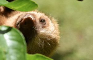 costa-rica-ff-sloth-and wildlife-rescue-center10