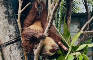 costa-rica-ff-sloth-and wildlife-rescue-center18