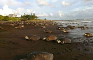 costa-rica-sea-turtle-conservation-new2