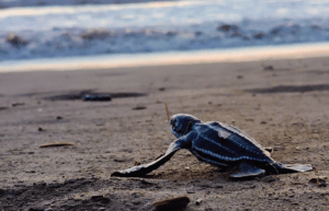 costa-rica-sea-turtle-conservation-new21