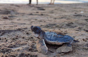 costa-rica-sea-turtle-conservation-new27