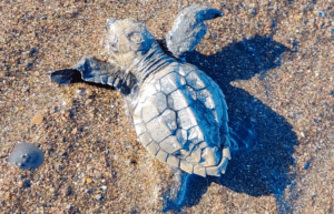 costa-rica-sea-turtle-conservation-new28