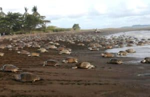 costa-rica-sea-turtle-conservation-new3