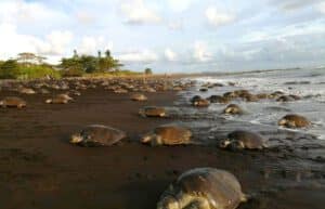 costa-rica-sea-turtle-conservation-new4