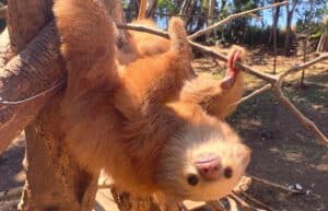 costa-rica-sloth-and-wildlife-rescue-center-new10