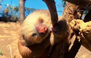 costa-rica-sloth-and-wildlife-rescue-center-new2