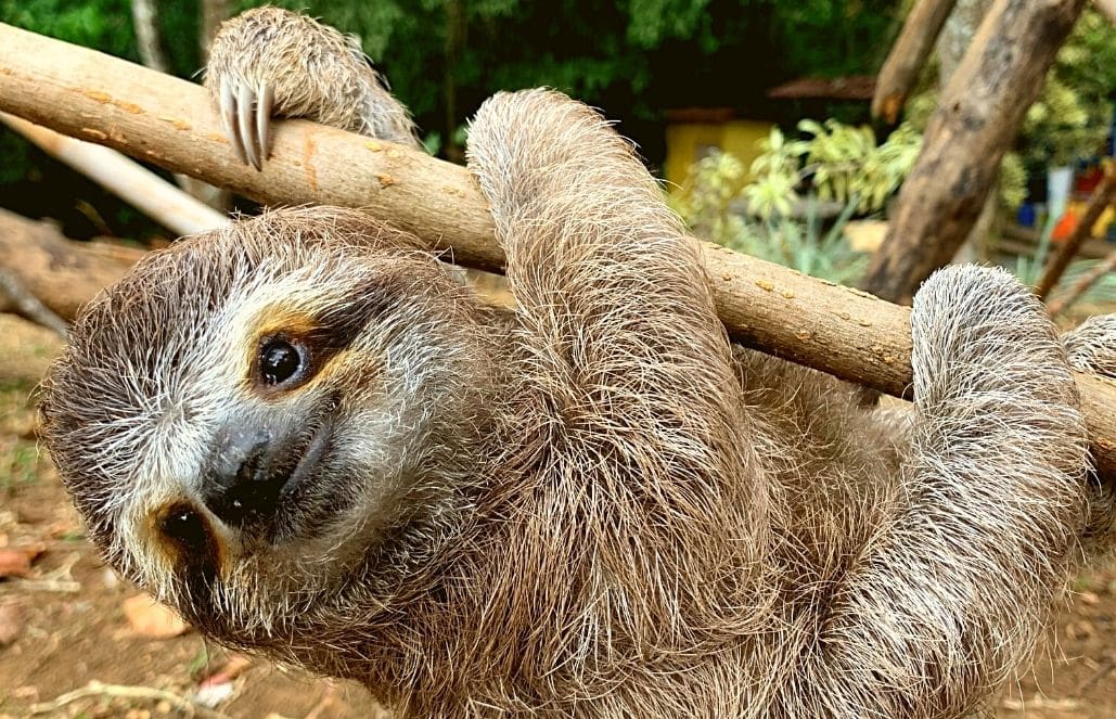 costa-rica-sloth-and-wildlife-rescue-center-new3