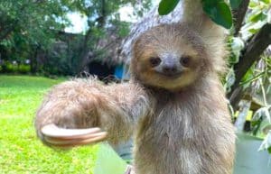 costa-rica-sloth-and-wildlife-rescue-center-new4
