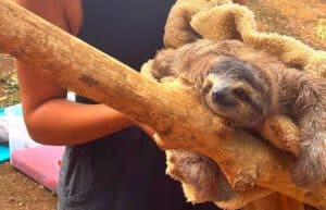 costa-rica-sloth-and-wildlife-rescue-center-new7