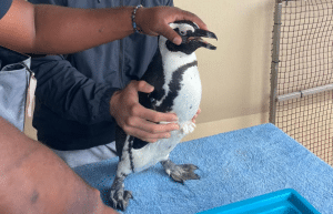 marine-big-5-conservation-upd-10