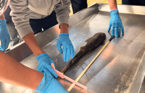 marine-big-5-conservation-upd-12