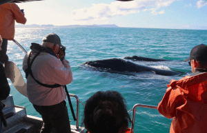 marine-big-5-conservation-upd-13