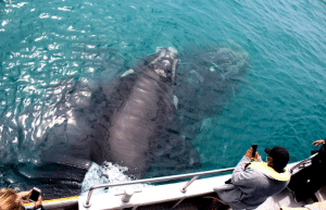 marine-big-5-conservation-upd-15